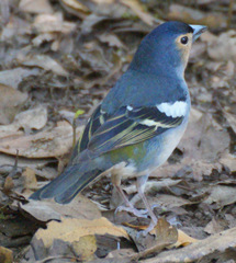 Fringilla coelebs canariensis