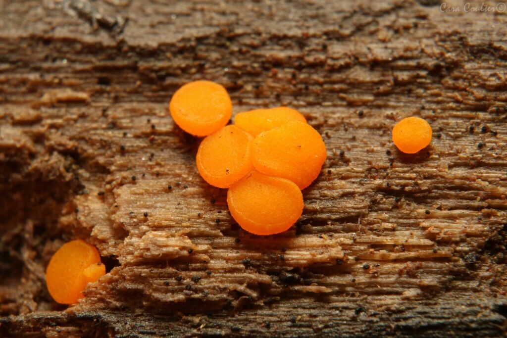 Miladina sp. 'lecithina-VA01'