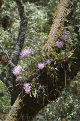 Encyclia adenocaula