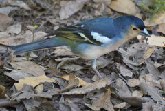 Fringilla coelebs canariensis