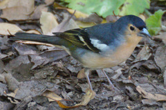 Fringilla coelebs canariensis
