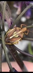 Tropicorypha bifida