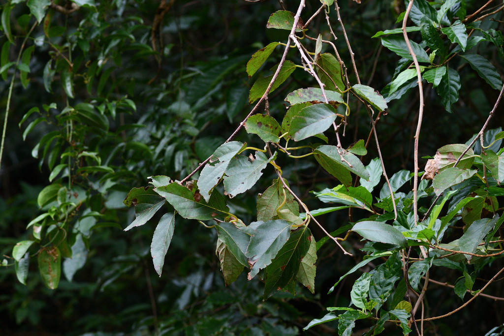 Actinidia Rufa From Unnamed Road, 坪林區新北市232 On October 19, 2023 At 11: ...