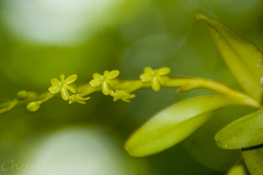 Epidendrum cardiophorum