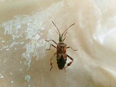 Leptoglossus clypealis