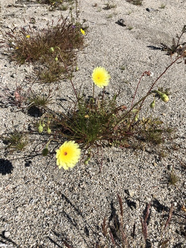 iNaturalist observation photo of desert dandelion