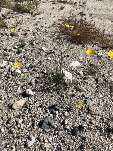 iNaturalist observation photo of Little Gold Poppy