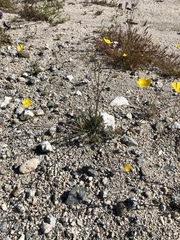 Eschscholzia minutiflora