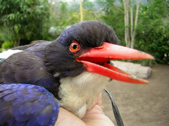 Glittering Kingfisher photo 1