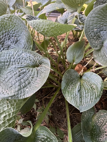 Hosta sieboldiana iNat (1)