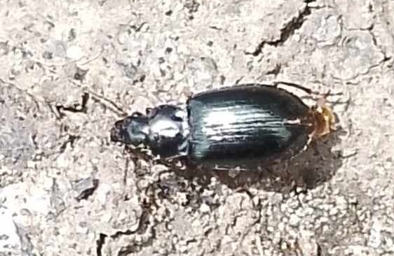 Pelmatellus