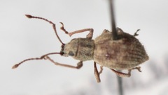 Calomycterus setarius