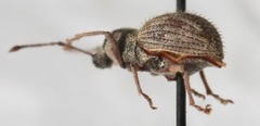 Calomycterus setarius
