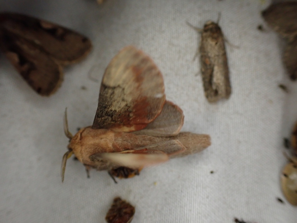 Estigena encausta