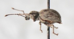 Calomycterus setarius