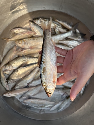 False Bream
