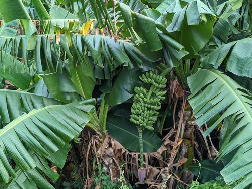 Musa ×paradisiaca iNat (2)