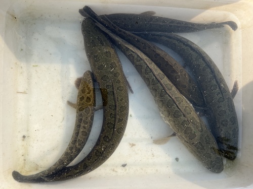 Northern Snakehead