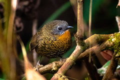 Rufous-Throated Wren-Babbler photo 2