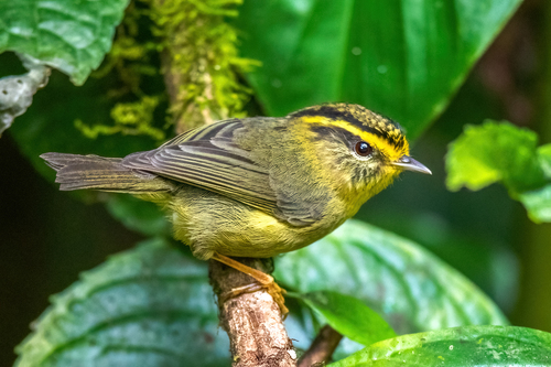 Yellow-throated Fulvetta (Schoeniparus cinereus), photo 5