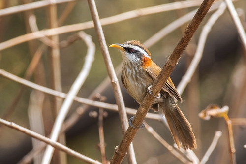Streak-breasted Scimitar Babbler (Pomatorhinus ruficollis), photo 7