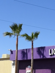 Washingtonia filifera