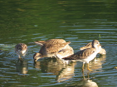 Limnodromus scolopaceus