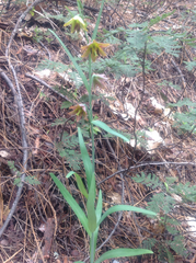 Fritillaria micrantha