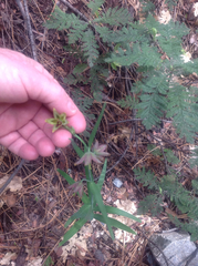 Fritillaria micrantha