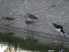 Limnodromus scolopaceus