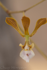 Encyclia huertae