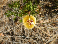 Calochortus weedii intermedius