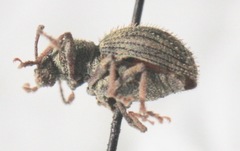 Calomycterus setarius