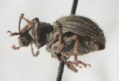 Calomycterus setarius
