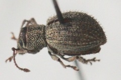 Calomycterus setarius