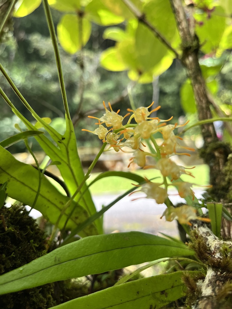 Bulbophyllum longimucronatum