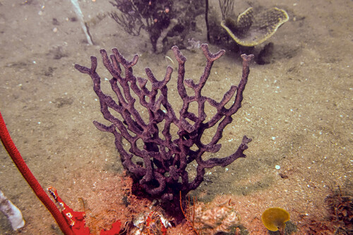 Echinodictyum cancellatum