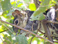 Sciurus colliaei