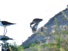 Limnodromus scolopaceus