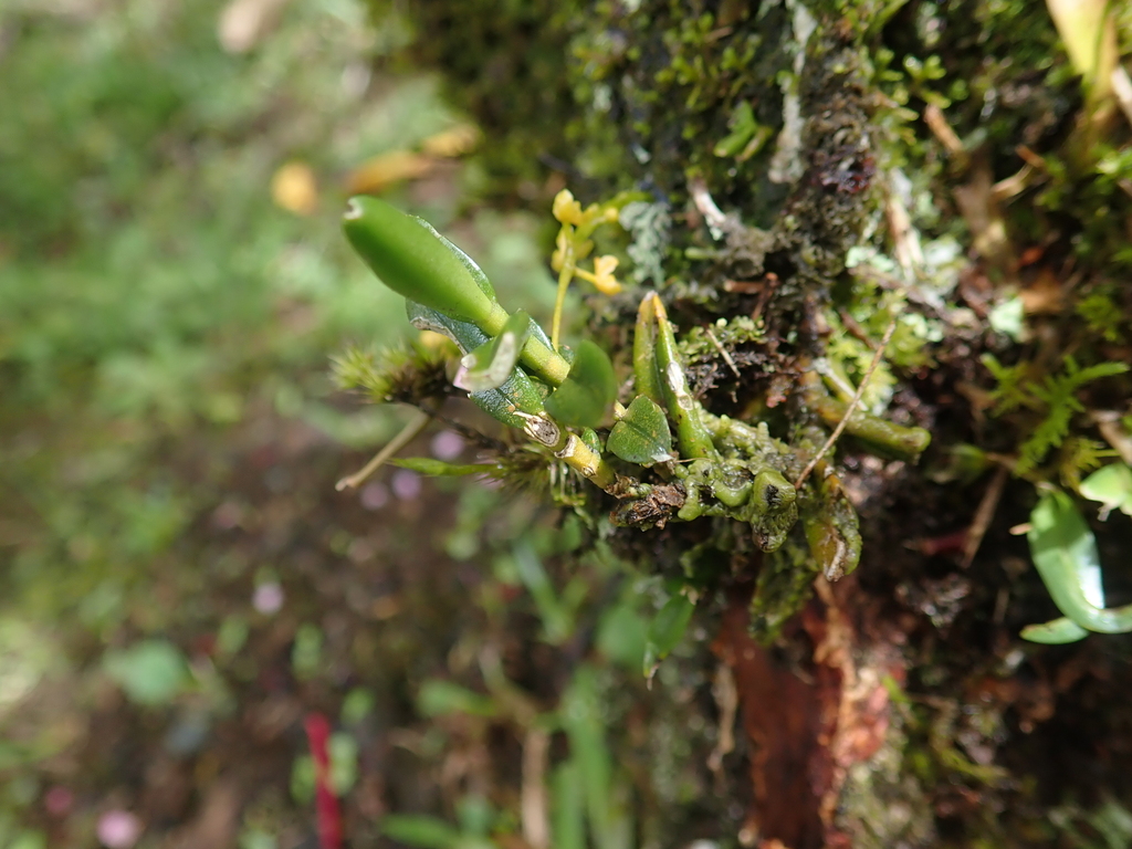 Porrorhachis galbina