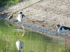 Himantopus mexicanus
