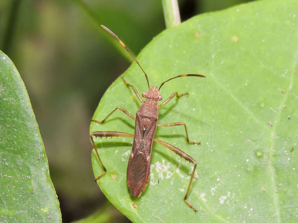 Burtinus notatipennis (Insectos de Veracruz. Parte 1) · iNaturalist