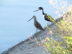 Limnodromus scolopaceus