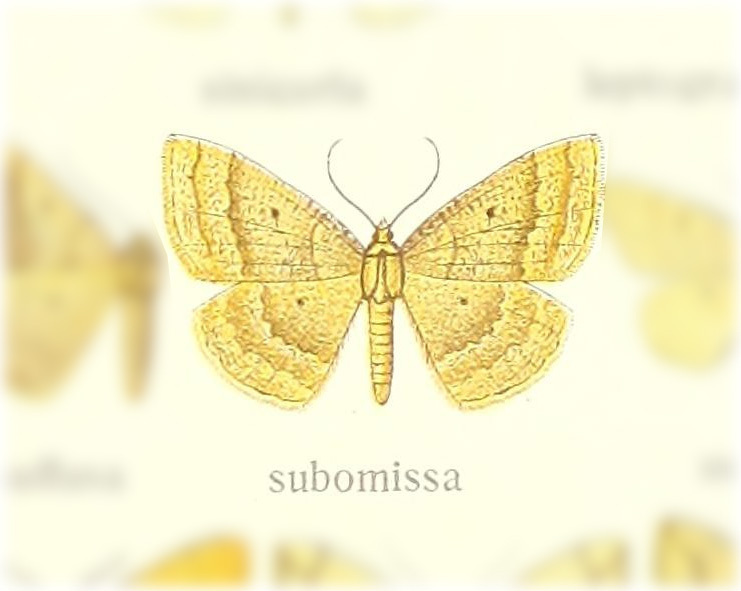 Synegia subomissa