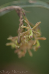 Epidendrum rosilloi