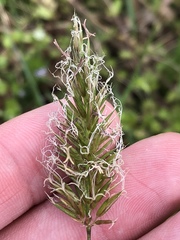 Anthoxanthum odoratum