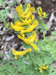 Corydalis curvisiliqua