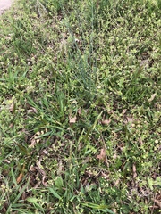 Anthoxanthum odoratum