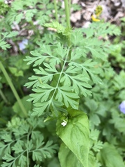 Corydalis curvisiliqua