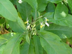 Solanum donianum